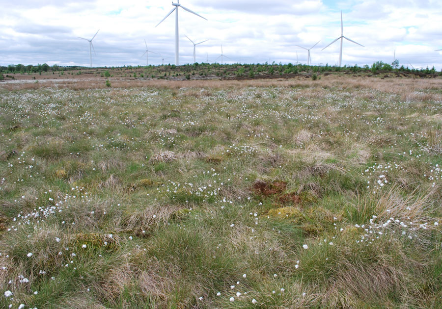 Black Law Peatland