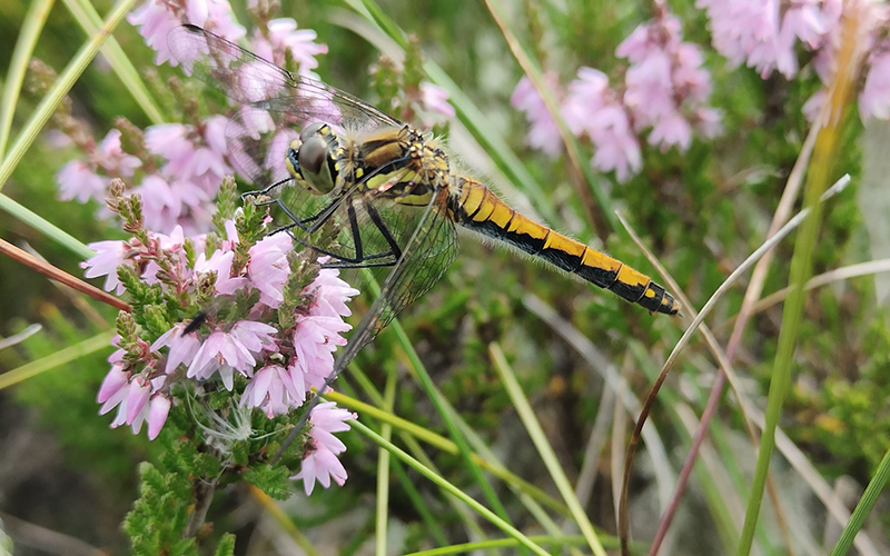 Black_Darter_at_Beinn-_harsuin