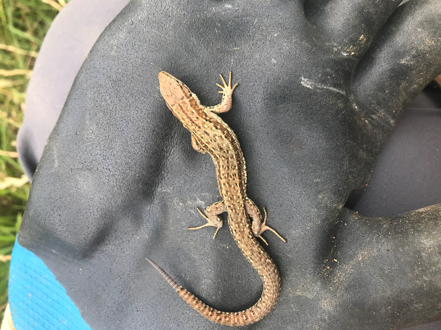 Hand Holding a Lizard