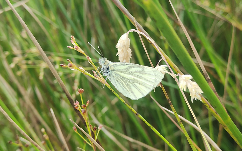 Green_veined_White_at_Rigged-_Hill