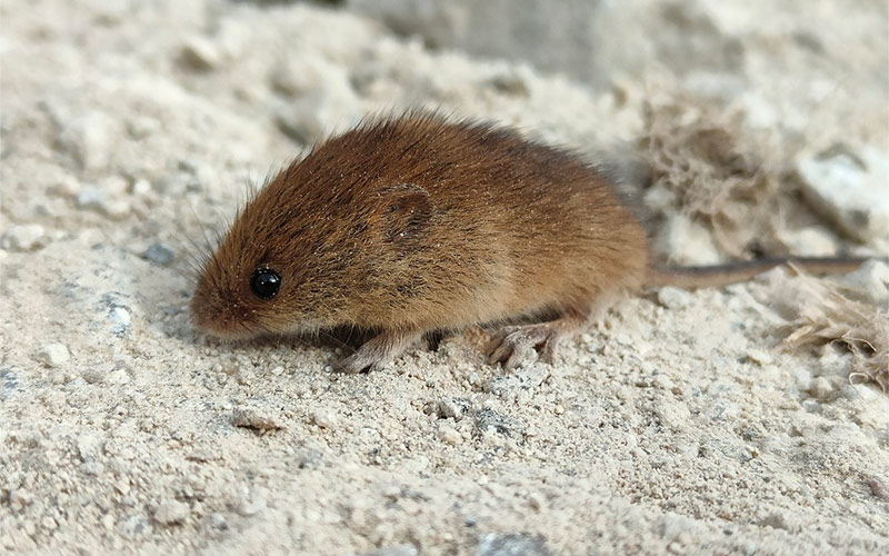 Harvest_Mouse_at_Carland_Cross