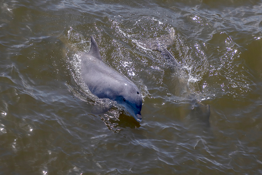 Marine Mammal Image