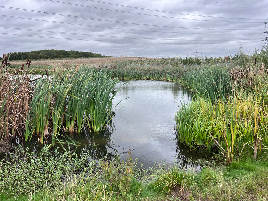 Pond