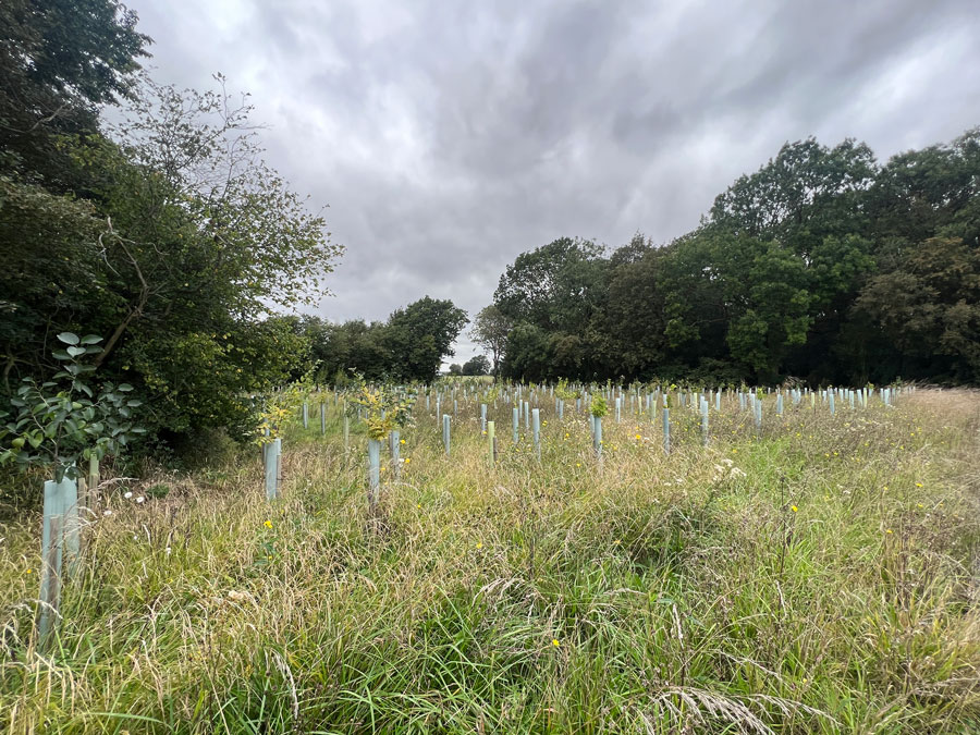 Tree Saplings in a Forest Clearing