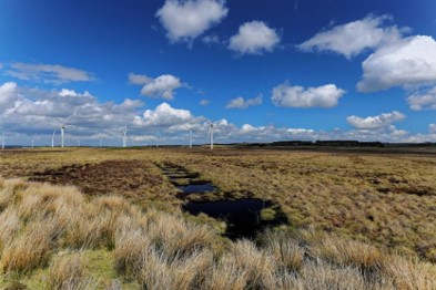 Pockets of water sit in a row on peatland to help with restoration