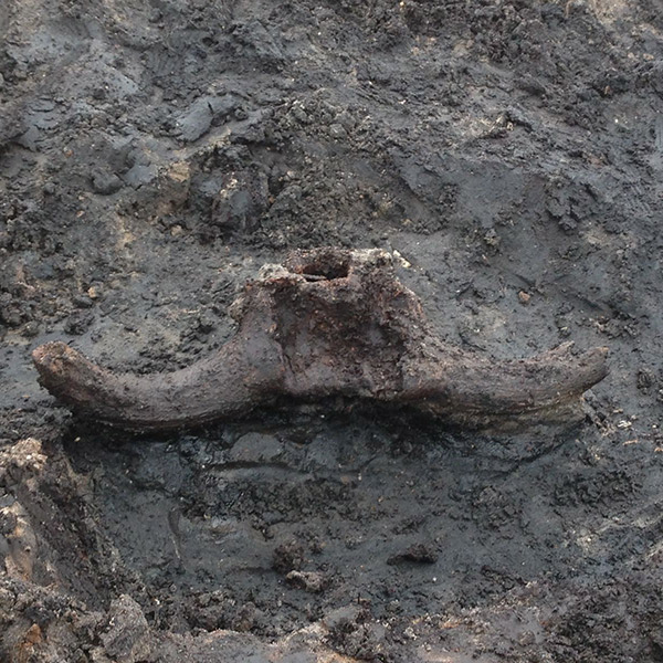 Neolithic trackway - skull